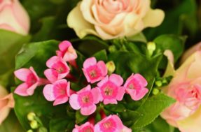 6 plantas lindas para decoração que ‘chovem de flores’ em dezembro