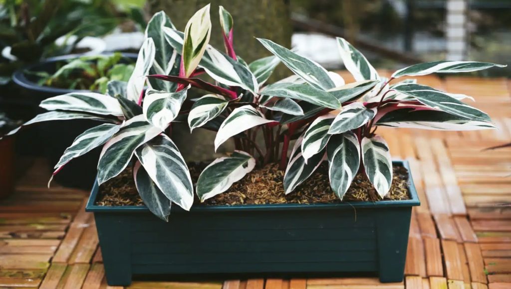 Maranta-variegada é uma planta bela e exótica. (Fonte: Aunyaluck/Shutterstock)