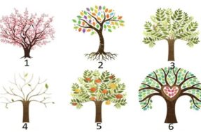 6 árvores da personalidade: escolha a sua e descubra algo oculto sobre você