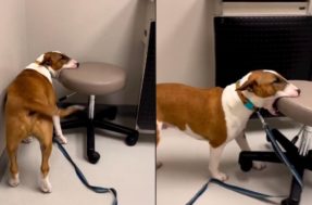 Fofura! Cão viraliza em vídeo hilário “redecorando” consultório do veterinário
