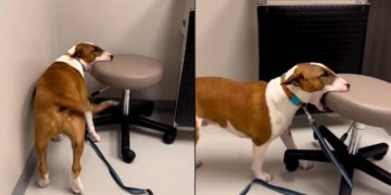 Fofura! Cão viraliza em vídeo hilário "redecorando" consultório do veterinário