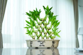 Bambu-da-sorte: onde colocar a planta para atrair sorte e saúde em casa