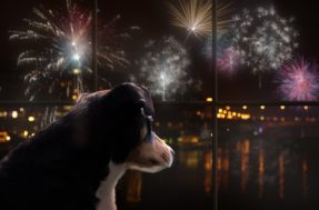 Fogos de Ano Novo: como proteger cães e gatos do barulho da virada?