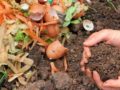 Transforme seu jardim sem gastar uma fortuna! Descubra 4 dicas para fertilizar gramados, nutrir hortas e afastar insetos.
