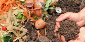 Transforme seu jardim sem gastar uma fortuna! Descubra 4 dicas para fertilizar gramados, nutrir hortas e afastar insetos.