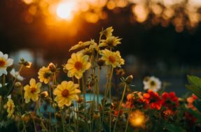 Jardim turbinado: 6 dicas para fazer as flores crescerem mais rápido
