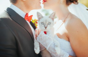 Empresa dará anel de R$ 23 mil para quem incluir gatos no pedido de noivado