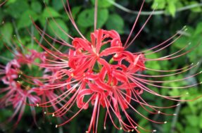 O que significa o lírio da aranha vermelha, flor famosa nos animes?