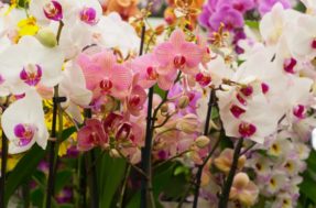 Se você tem orquídea em casa, é bom saber o que cada cor de flor significa