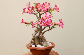 5 dicas para plantar rosa-do-deserto em vaso: resultado é de tirar o fôlego!