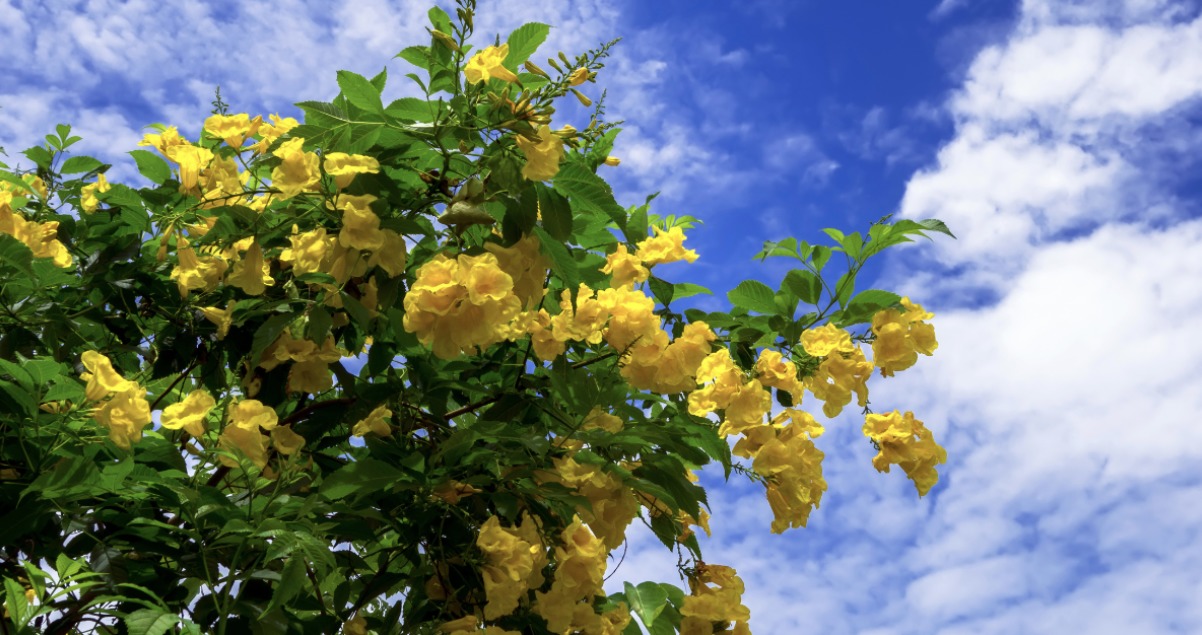 Ipê Mirim - Foto: GNNick / Getty Images