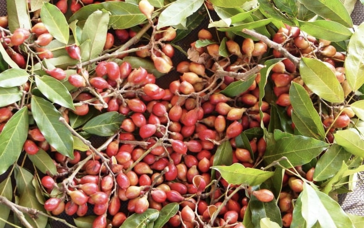 Camboatã da Serra (Foto: Associação Ambientalista Copaíba)