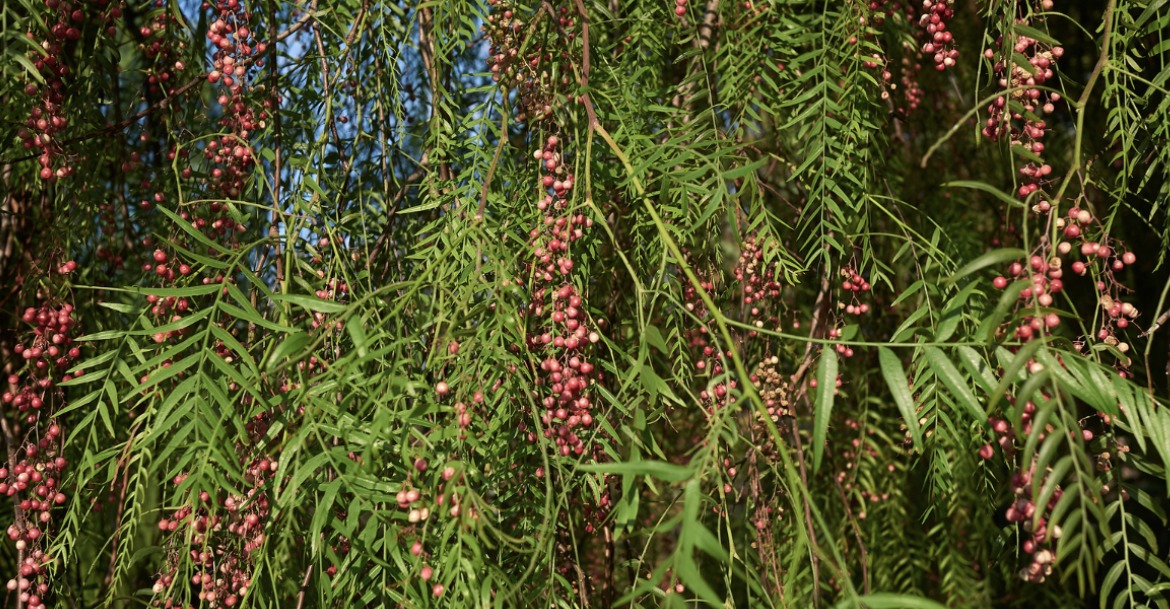 Aroeira Salsa (Foto: seven75 / Getty Images)