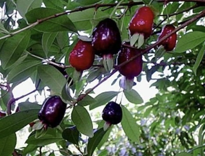 Cerejeira-do-mato (Foto: Sítio da Mata / Reprodução)