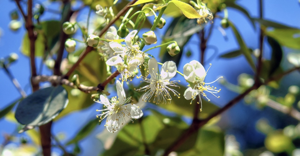 Pitangueira (Foto: Julcéia Camillo / Getty Images)