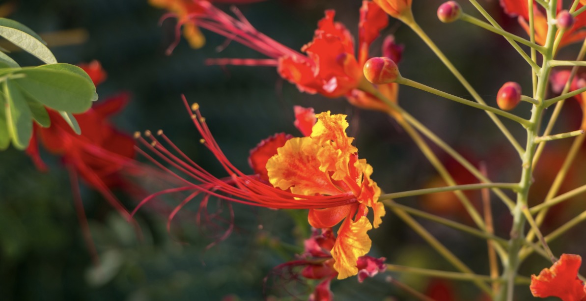 Mini Flamboyant (oto: Alesia Ausiyevich / Getty Images)