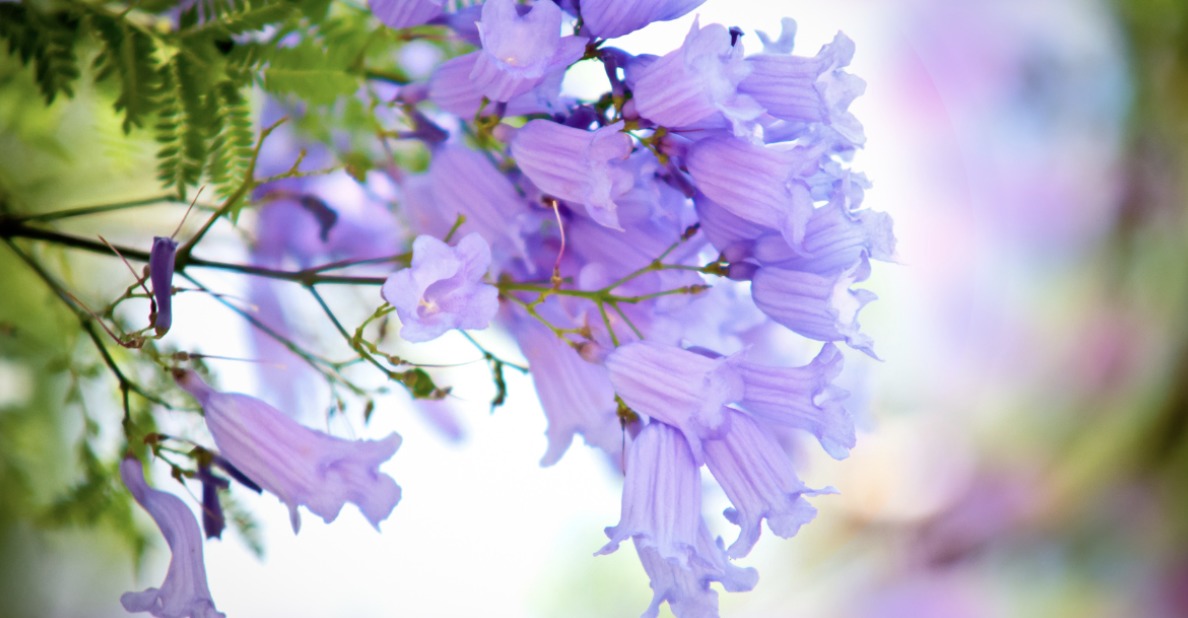 Jacarandá (Foto: larisa65 / Getty Images)