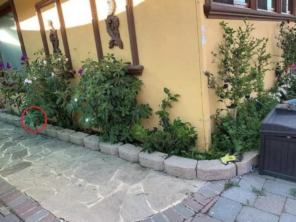 Gabarito - Encontre o gato escondido na imagem em apenas 10 segundos. (Reprodução/Reddit)