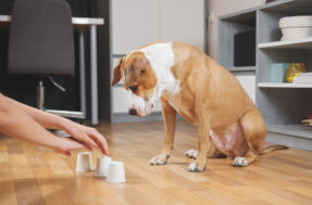 Teste de QI para cães: descubra se seu cão é do time dos inteligentes
