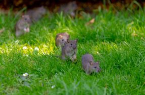 Ratos no jardim? 5 erros podem provocar uma infestação na sua casa