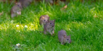 Ratos no Jardim