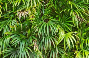 Resistente e fácil de cuidar, palmeira Ráfis atrai boa sorte aos ‘pais de plantas’