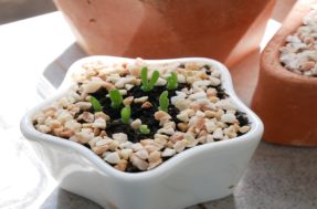 Suculenta coelhinho: como cultivar uma das plantas tendência do momento
