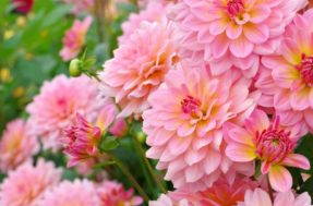Este são os 7 cuidados se você quiser ter uma das flores mais lindas em casa