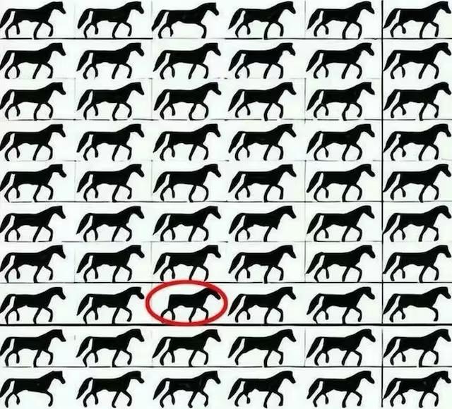 Desafio do cavalo: encontre o animal diferente em tempo recorde