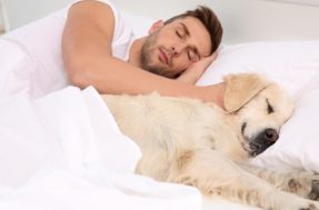 Seu cachorro dorme na sua cama? 5 riscos que você corre, segundo especialistas