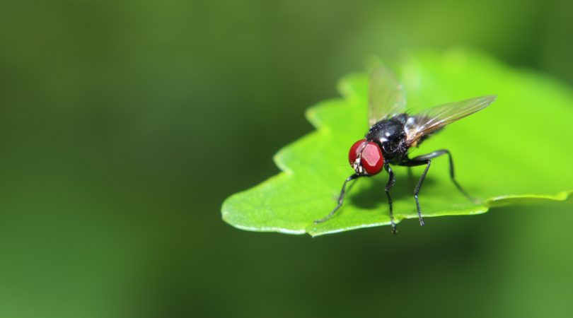 Repelente natural: quem tem esta planta em casa não sofre mais com moscas