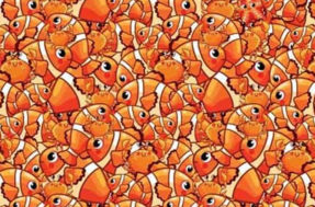 Desafio ‘Procurando Nemo’: você tem 20s para achar a estrela-do-mar ou será tarde