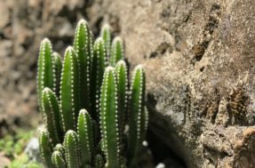 Cacto castelo de fada: como cultivar a planta que vai conquistar seu coração