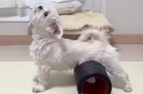 Cãozinho faz ioga como um mestre e vira sensação na internet; veja o vídeo