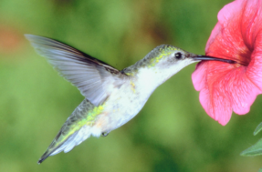 Seu jardim pode ser um refúgio de beija-flores – isso é tudo que você precisa fazer