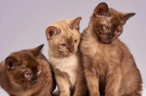 Companheiros por muitos anos! As raças de gatos com vida mais longa, segundo cientistas