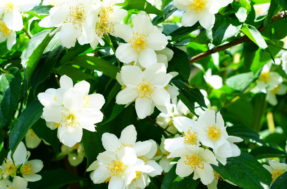 4 flores aromáticas para deixar sua casa e jardim incrivelmente perfumados