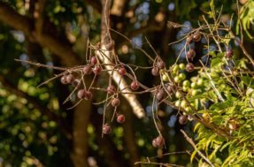 Sapindus saponaria: descubra como plantar “sabão” no jardim de casa