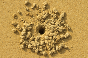 Cavar buracos na praia pode ser MORTAL, mas quase ninguém conhece os riscos