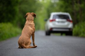 Nova lei pode PROIBIR que pets tenham ‘donos’ no Brasil; entenda a mudança