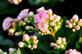 Ímã da prosperidade: como plantar muda da flor-da-fortuna em casa?