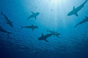 ALERTA ambiental! Cientistas encontram cocaína em tubarões brasileiros