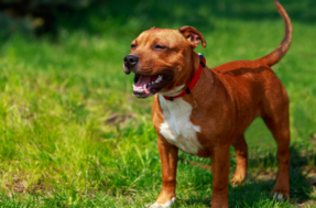 Quando o assunto é lealdade canina, 5 raças se destacam: veja quais