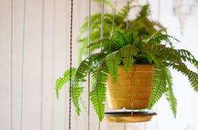 Pouca luz natural? 5 plantas de sombra são perfeitas para sua casa