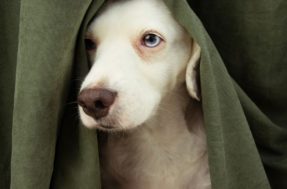 5 coisas que seu cachorro detesta que você faça