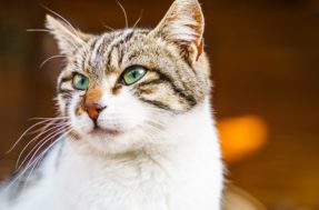 Como calcular idade do gato em anos humanos? Método é surpreendente