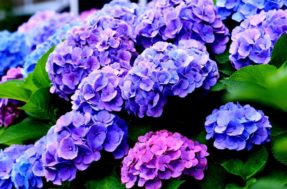 Sua hortênsia nunca mais vai murchar depois que você aprender ISSO