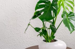 Mantenha distância! 5 plantas que podem ser MORTAIS para pets