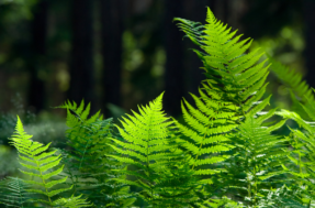 Pessoas com estas 2 plantas em casa não fazem ideia da sorte que têm