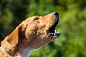 Não é antipatia: por que cachorros latem para algumas pessoas, mas não para outras?